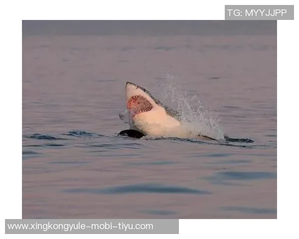 罗基分析米兰对佛罗伦萨点球争议强调真实接触与假摔的区别